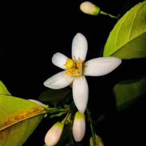 【乐正绫原创】橙花