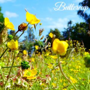 Buttercup