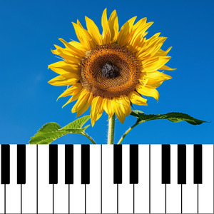 夏空に咲くひまわりとピアノ時間