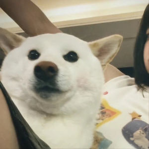 泪与风化作雨中梦