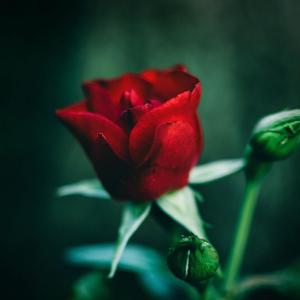 阿衣莫(男声版)