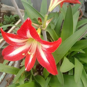 爱上你我不后悔