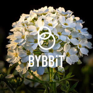 イベリスは夢で咲く