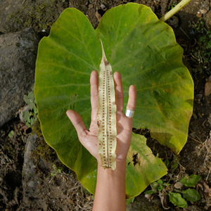 DUNYA (For Our Children)