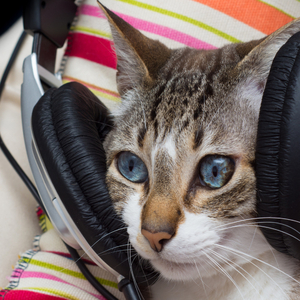 Catnip Sighs Ambient Music