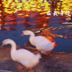 约会在星期天的晚上