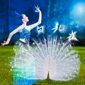 白孔雀（慢三步舞曲） (Remix)