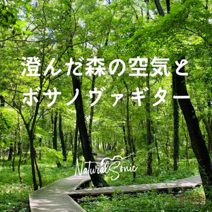 Sunlight Through Leaves