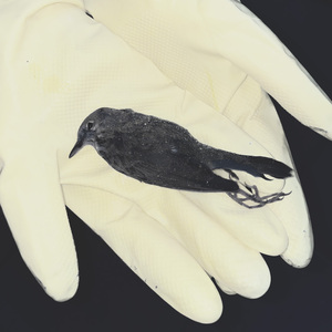 Bronze (w/ Requisit)