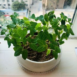 异乡的思念 [高质量]