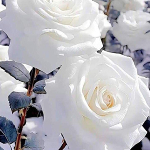 MI ROSA BLANCA (Freestyle)