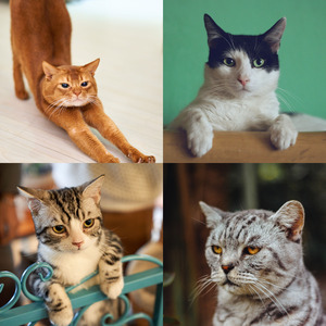 精彩可爱猫咪环境