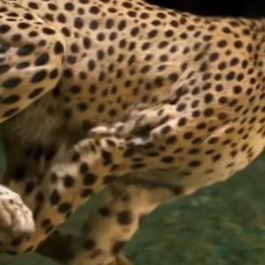 CHEETAH