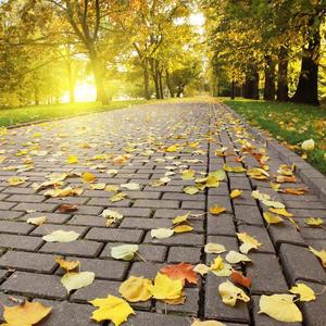 始开叶落片一从（翻自 斯大林）