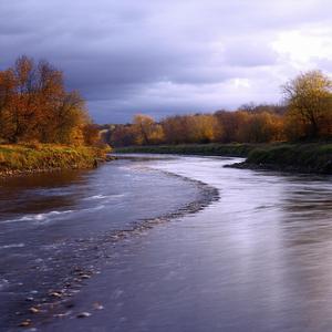 Whispers of the Sacred Grove