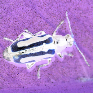 Kasus Pathos (Timpani Version)