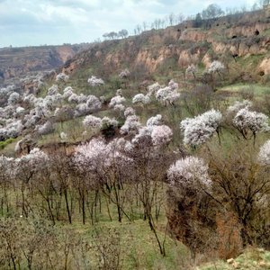 草长莺飞二月天桃杏花满山盛开艳
