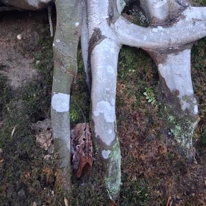 Bubblegum lady, di birdcage on di head