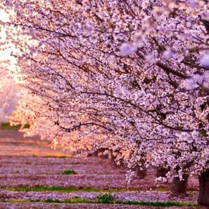 弥漫的夜色-整曲