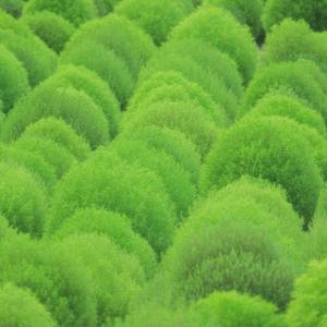 Scientific Garden (feat. sej)