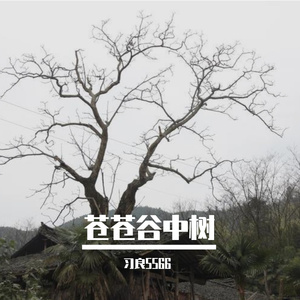 忽闻岸上踏歌声 (5)