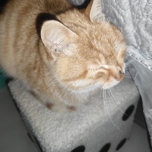 宠物的欢乐时光