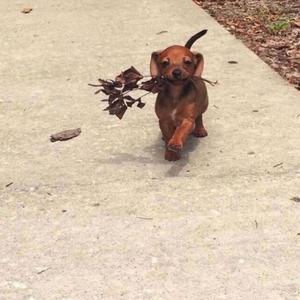 十二（翻自 留声玩具）