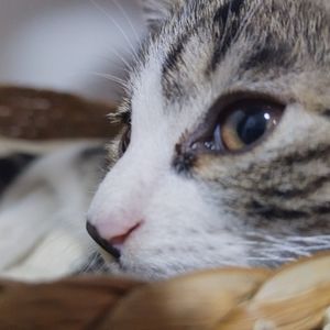 不归(方子_ Version)