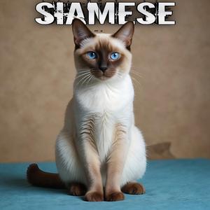 Siamese