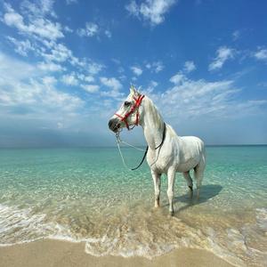 我的歌声里(Remix)