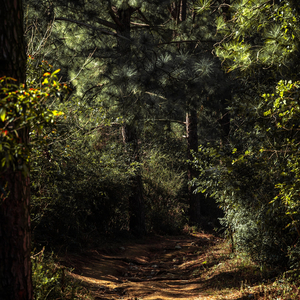 Caminar Por El Bosque