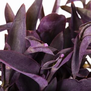 Tradescantia