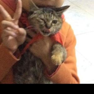 猫已逝的纪念日