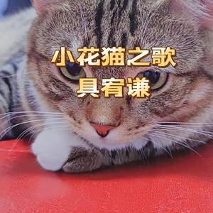 小花猫之歌