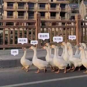 最后的人(吉他版)（翻自 杨小壮）