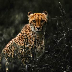 Cheetah