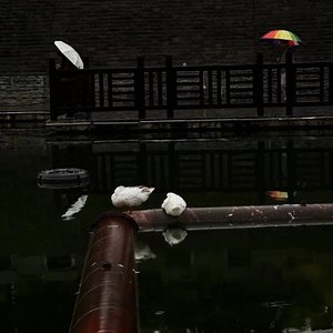 海棠
