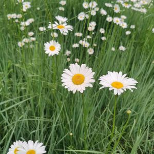 三分之一的人生（翻自：奥特）