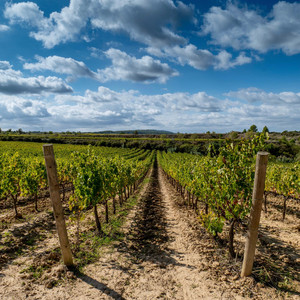 In the Aeroplane Over the Sea