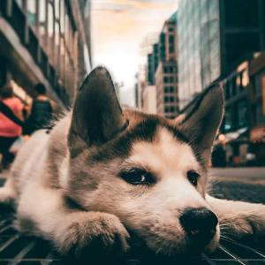 共谋江山（翻自 萧忆情Alex）