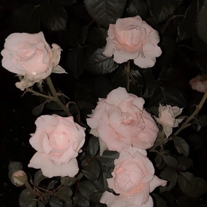 Baby don’t cry ok(part.)