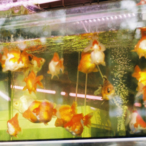 去年去的动物园