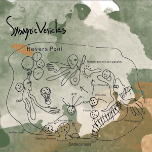 世界のマーティン