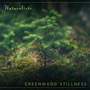 Greenwood Stillness