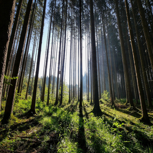 Forest Near Road