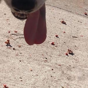 DREAM ABOUT BEING A DOG // DEMO