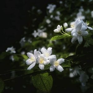 茉莉Jasmine(1)