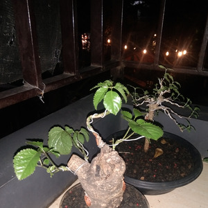 Cawan Merah (Acoustic)