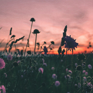 Refrain