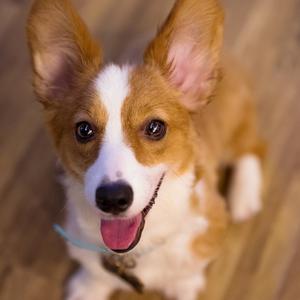 蓝皮鼠和大脸猫